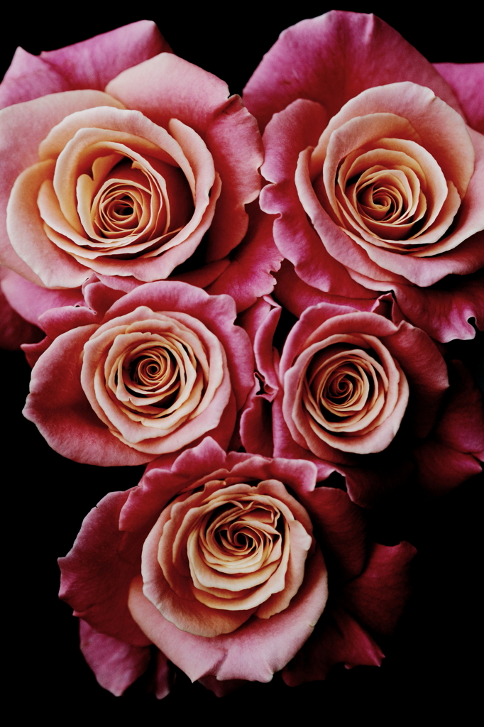 Rose Ⅴ