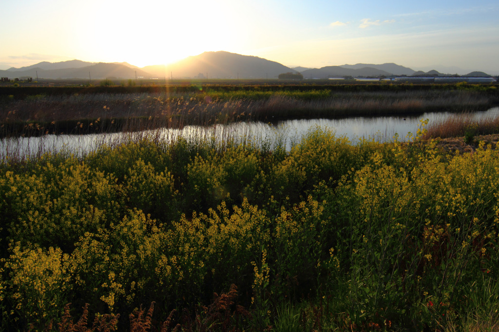 Riverside Yellows