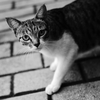 振り向く君は