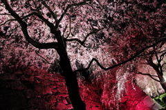 桜の踊り子