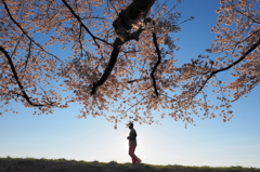 桜降る