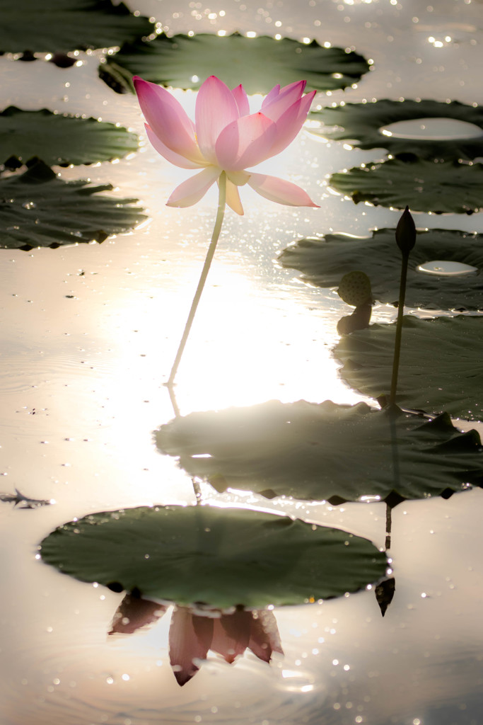 Lotus Heaven