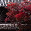 秋麗