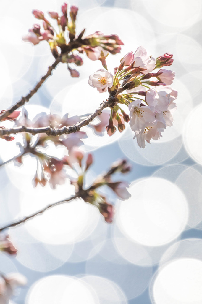 ほころぶ桜