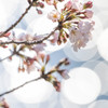 ほころぶ桜