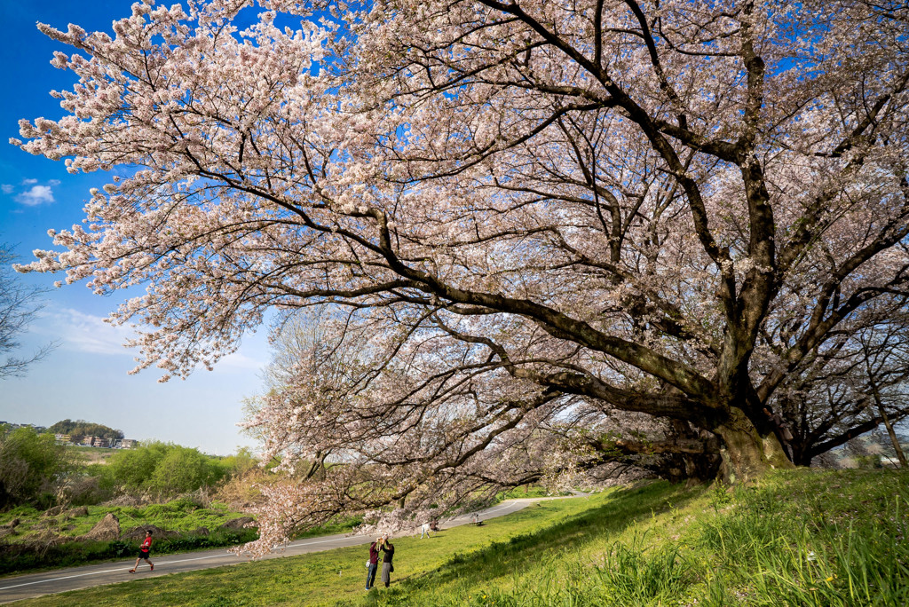 桜堤