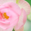 Open Lotus