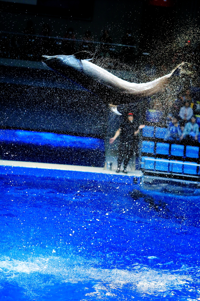 Splash