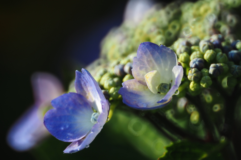 色づく紫陽花