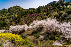 春彩の山