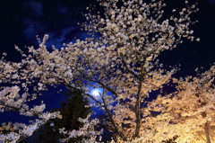Cherry Moon Nocturne