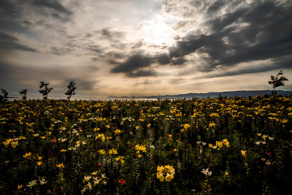 Lilies Garden