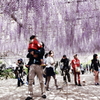 Purple Trellis