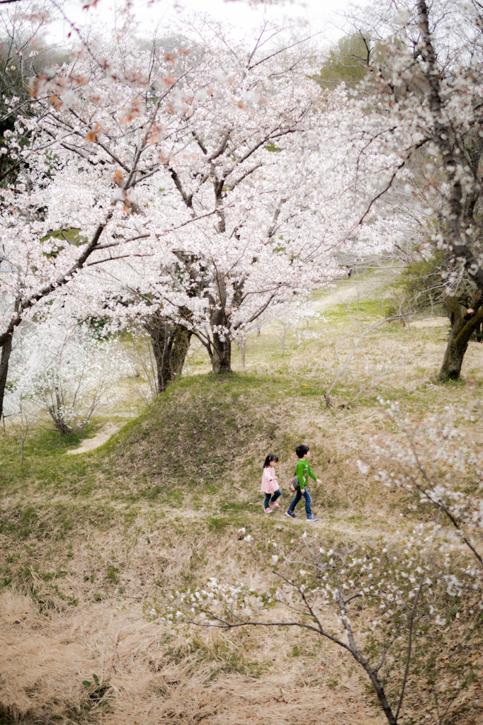 桜色の散歩道