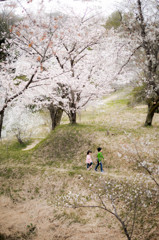 桜色の散歩道