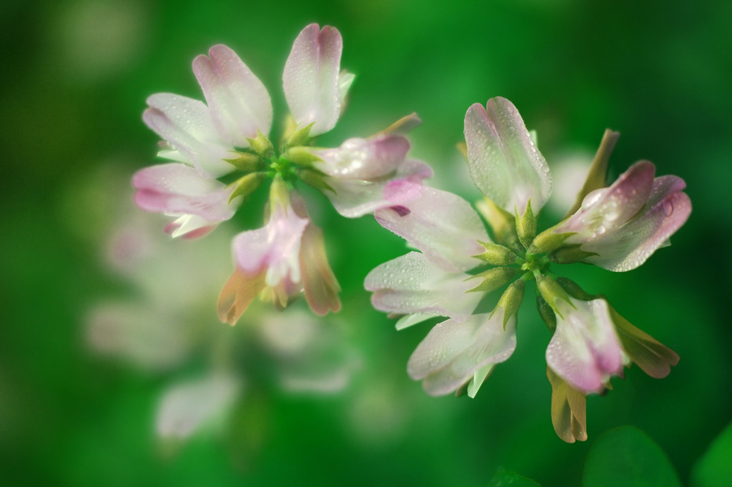 Petit Fleur