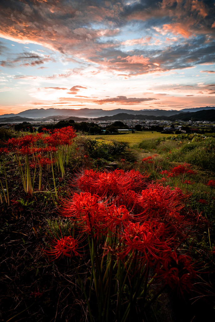 秋天紅花