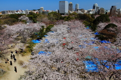 さくらが咲いたよ