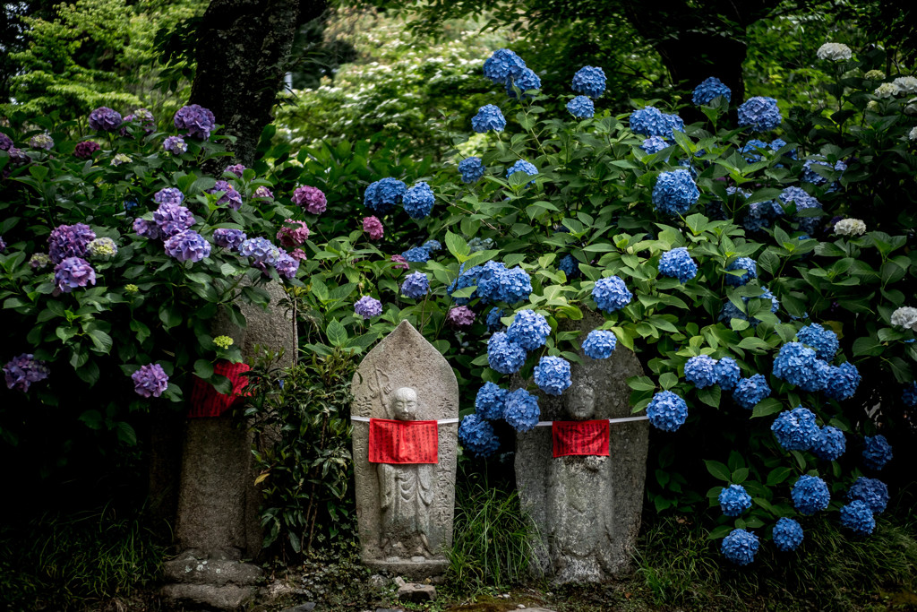 あじさい寺