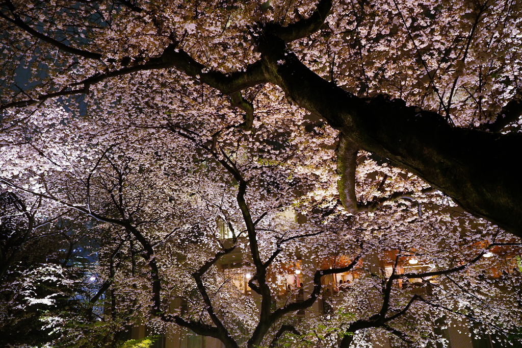 艶桜
