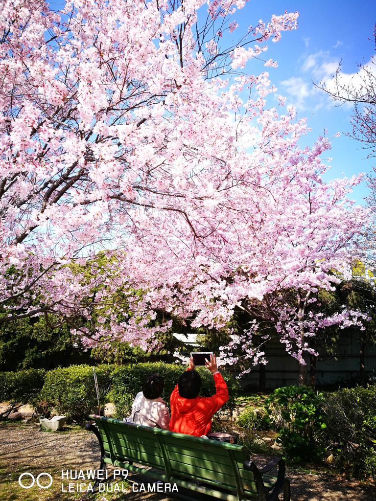お花見日和