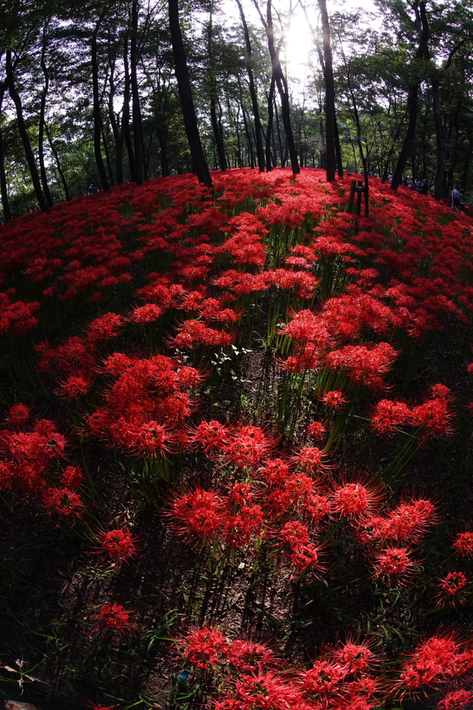 紅い群れ