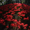 紅い群れ