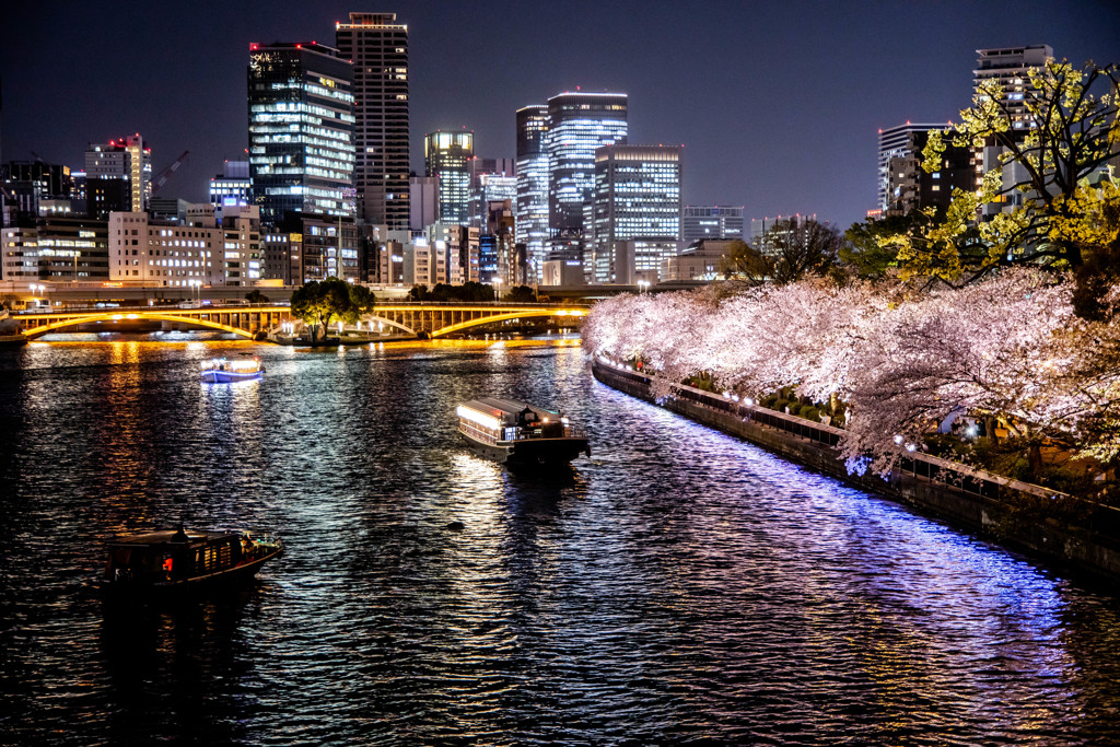 優雅に夜桜