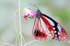 Lady Butterfly