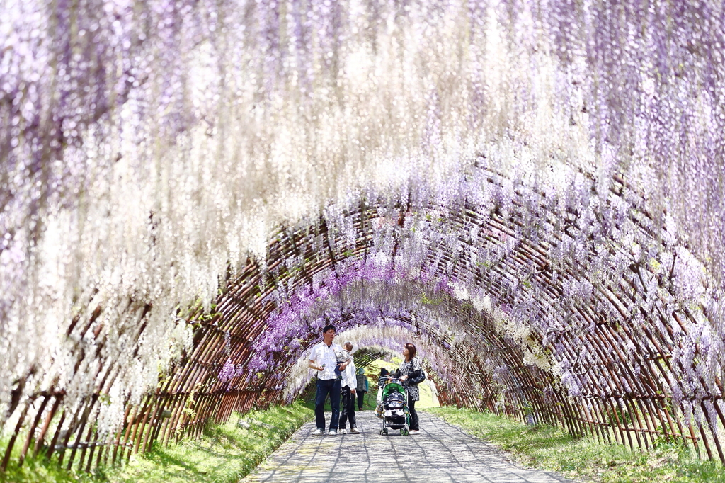 藤トンネル