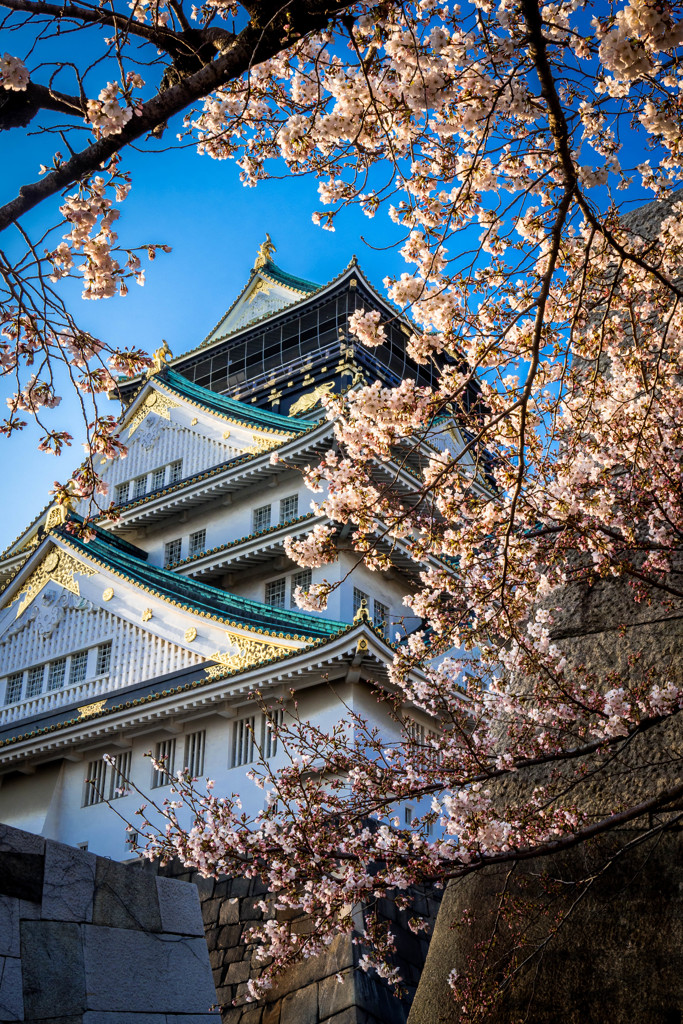 大阪城桜の陣