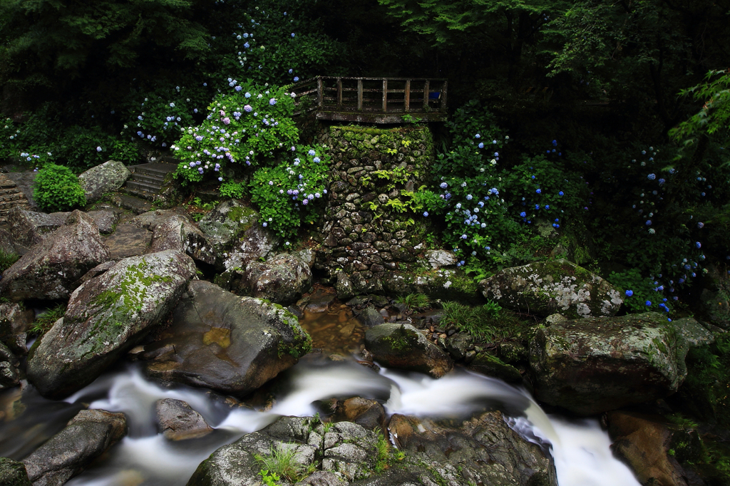 June Forest