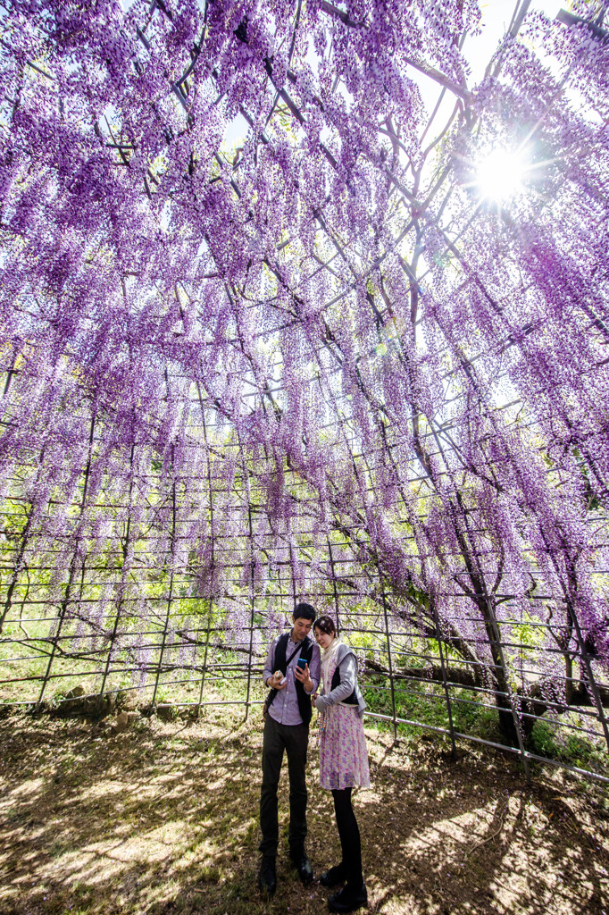 Wisteria Cage