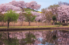 桜色に染まれ