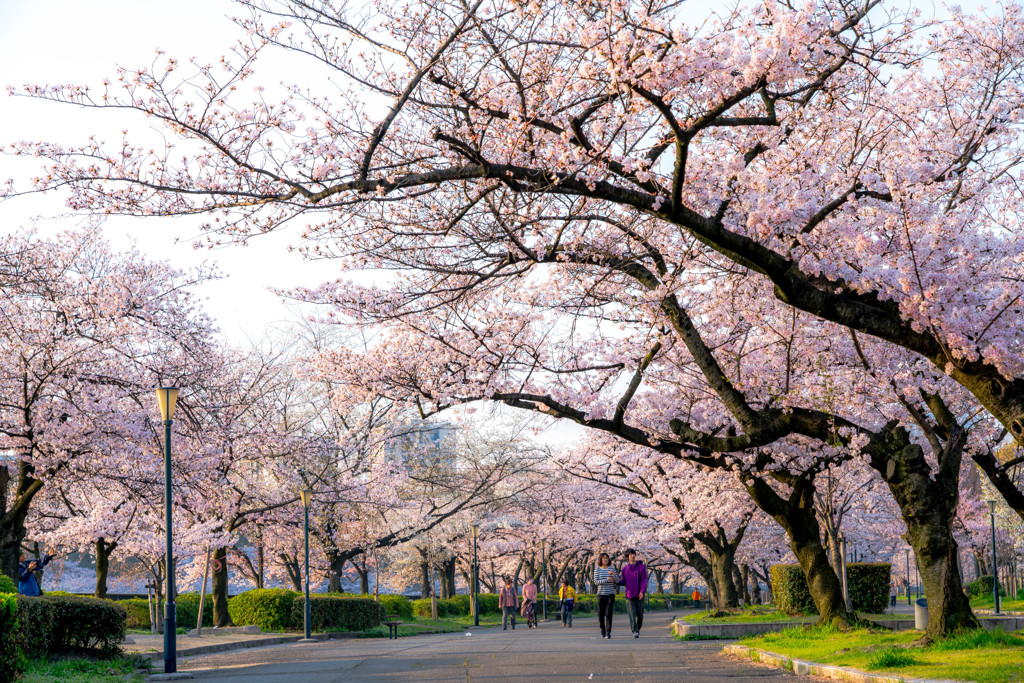 桜の散歩道