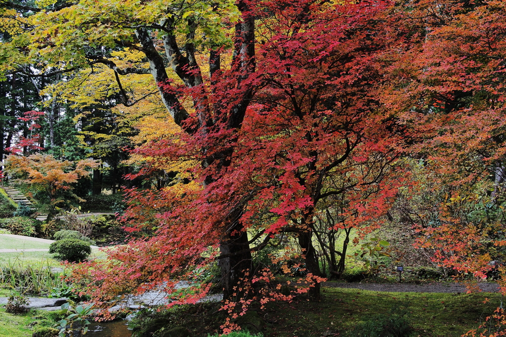 紅衣