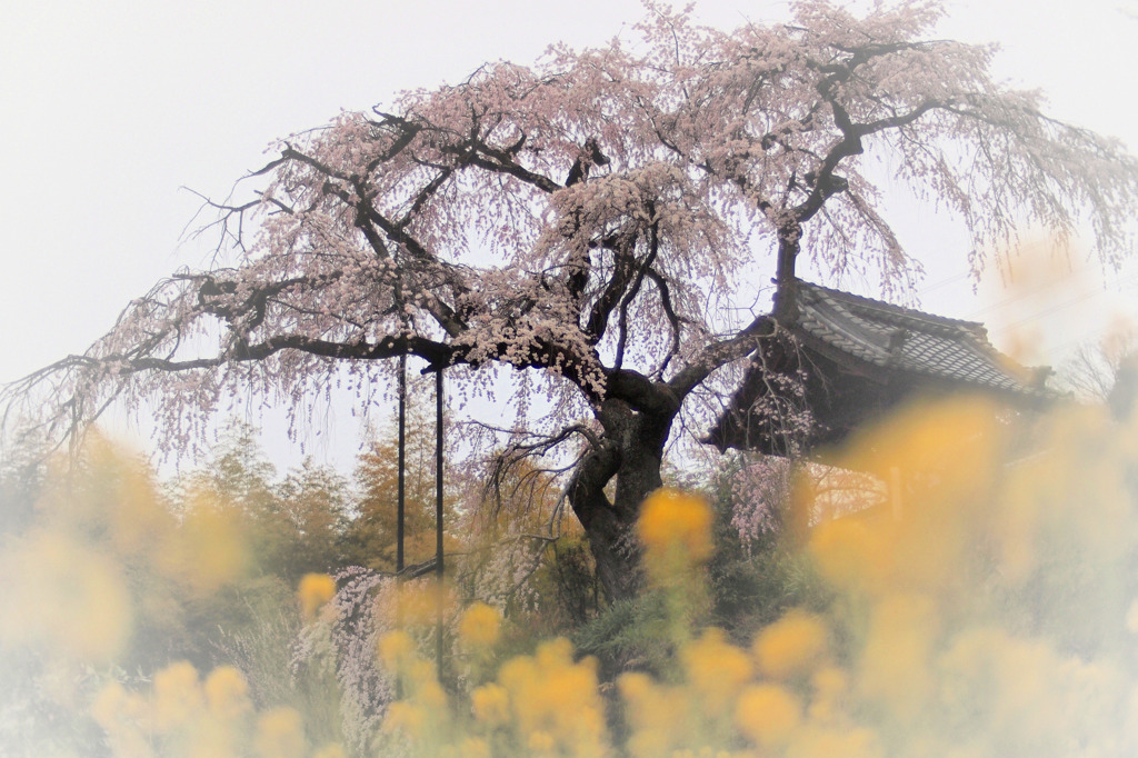 春おぼろ