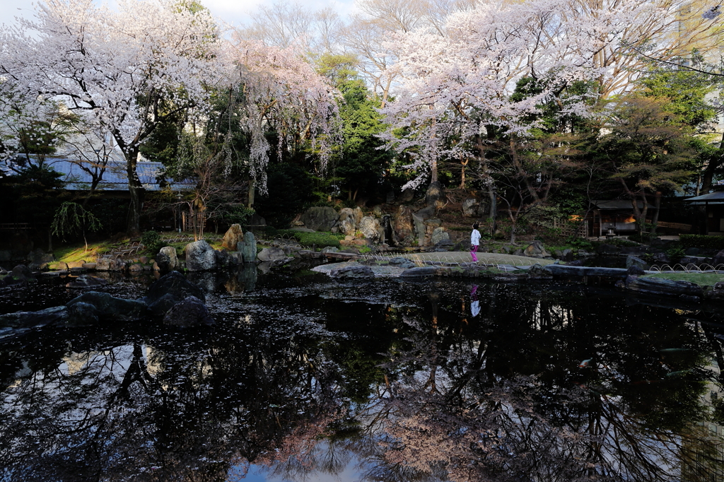 春を映す