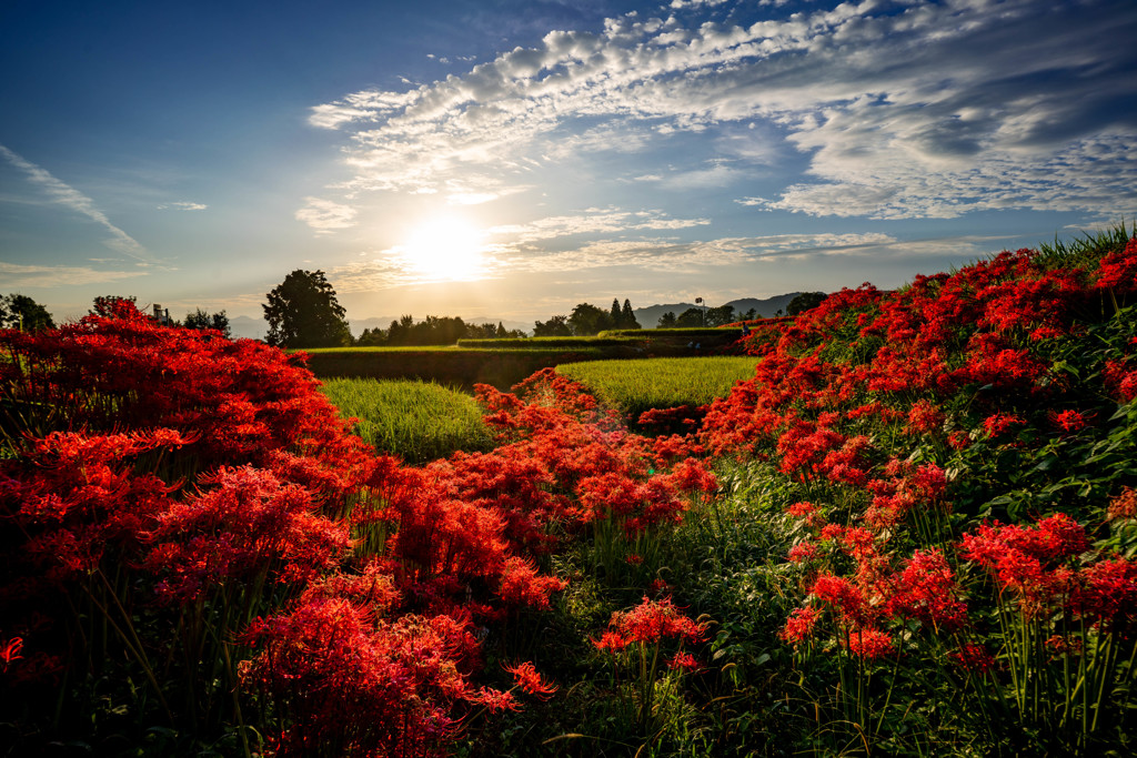 紅の田園