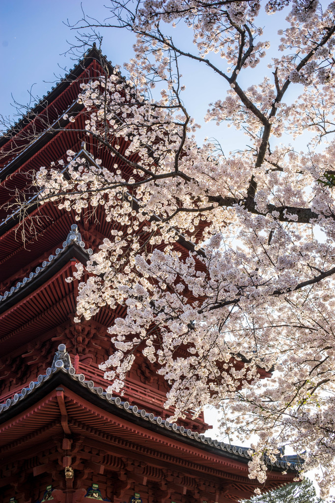 Shining Blossom