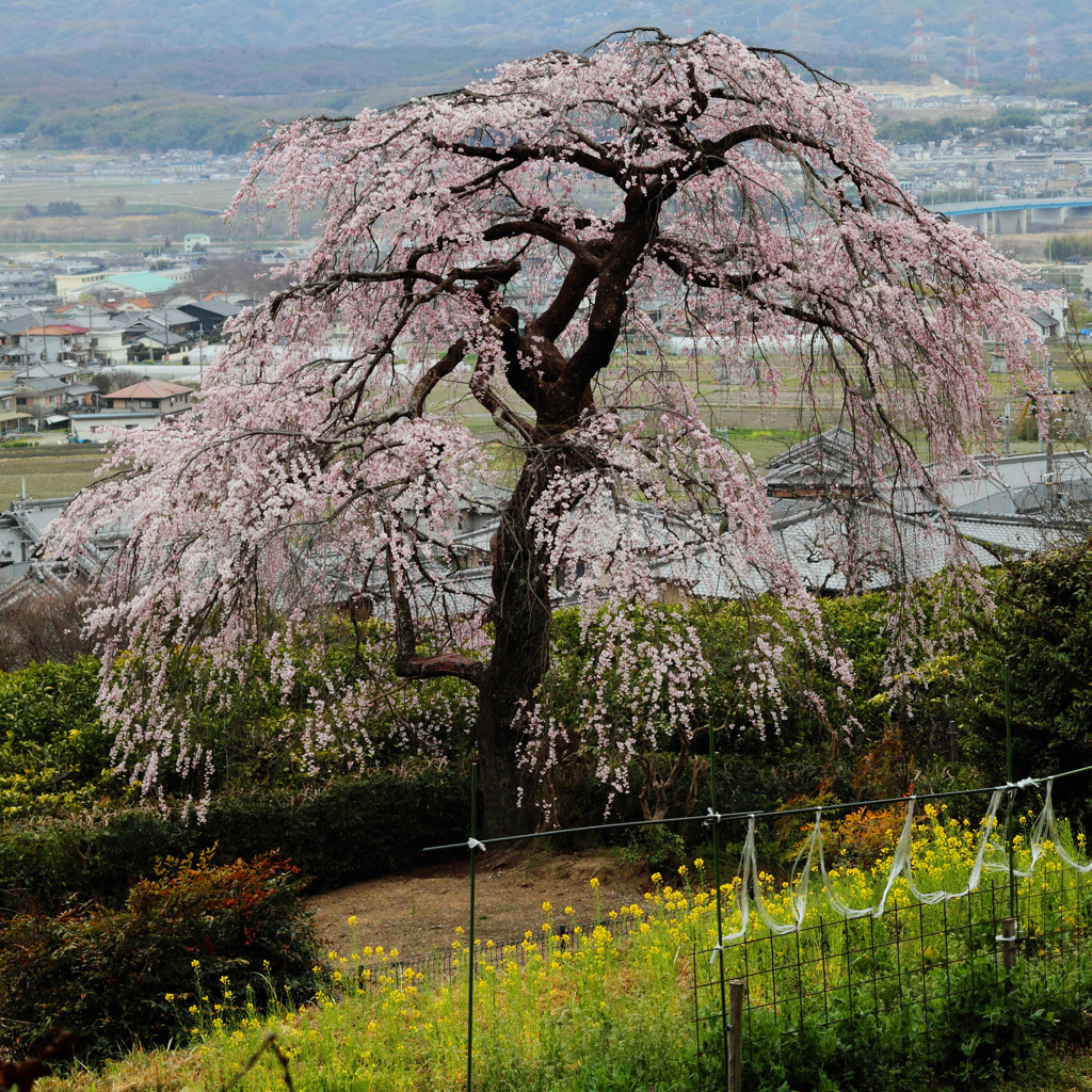 町を見守る桜