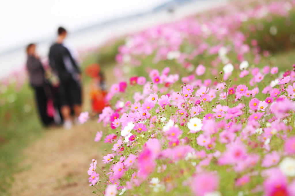 Cosmos Road