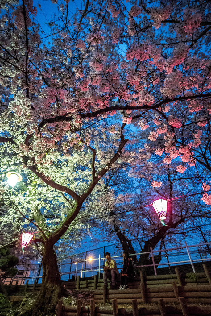 Evening cherry light