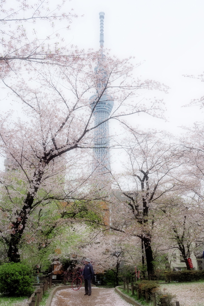 花曇り