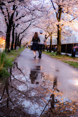 春雨の桜道