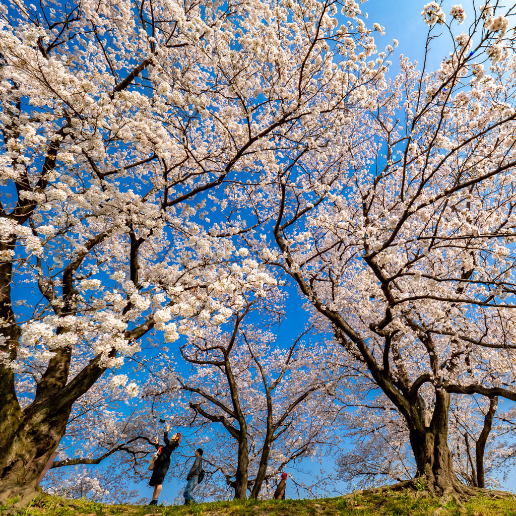 桜の生命力