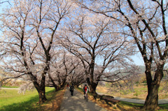 桜堤をかけぬけて