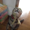 猫じゃらしの襲撃っっ