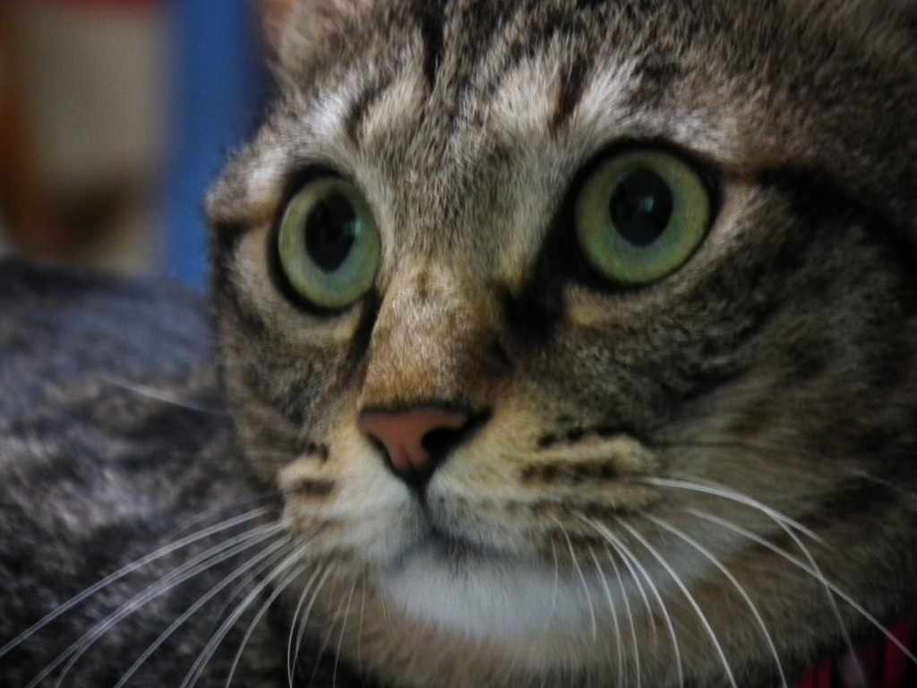 非情にびびる猫