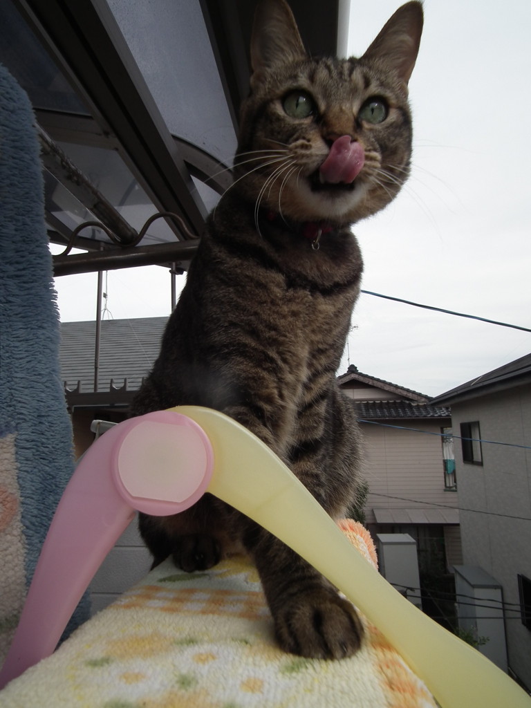 おっ　近所からカレーの匂いがするぞ♪